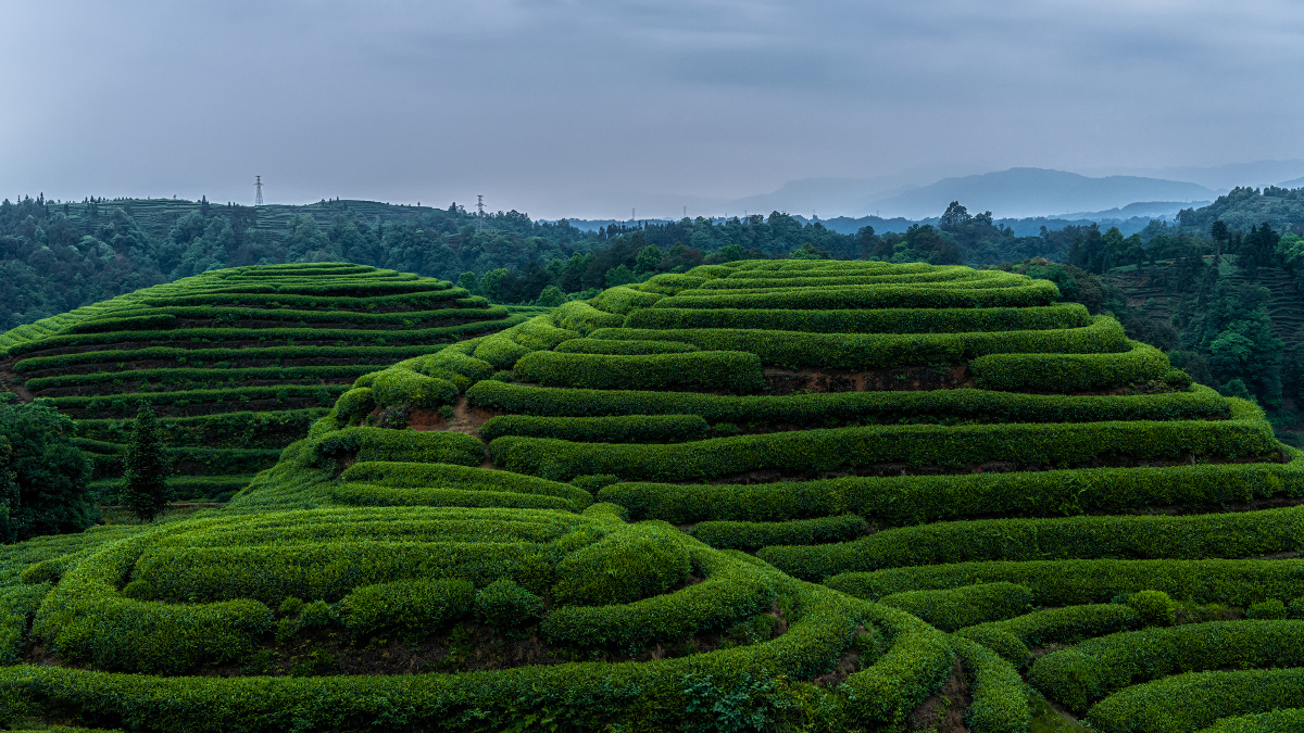 2021年4月拍于四川省名山县红星镇金鼓村万亩茶园