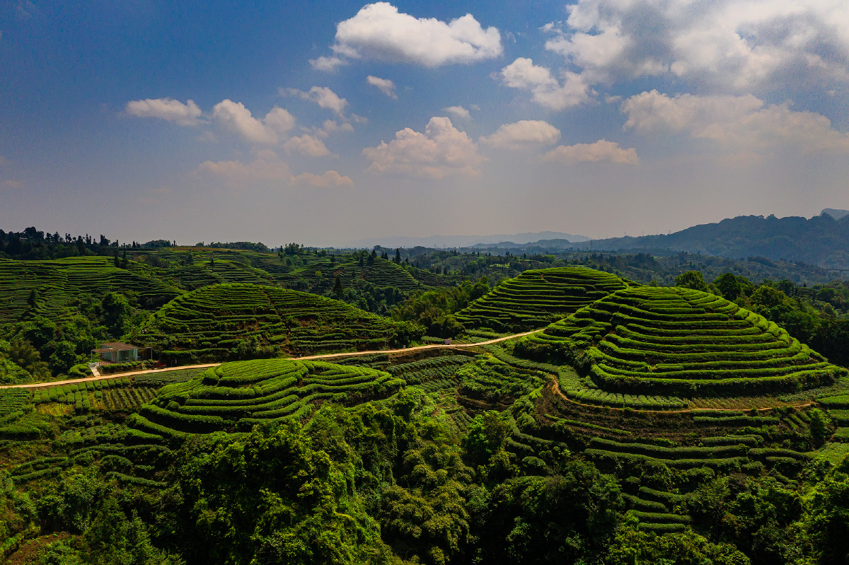 2021年4月拍于四川省名山县红星镇金鼓村万亩茶园