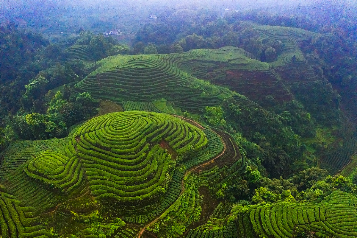 2021年4月拍于四川省名山县红星镇金鼓村万亩茶园