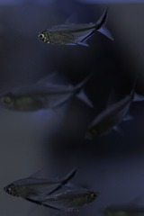 1B6AD40B-A453-4BB5-84D2-50B99BE49B15/L0/001