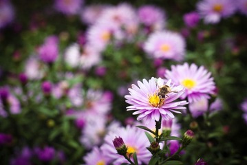 蜂