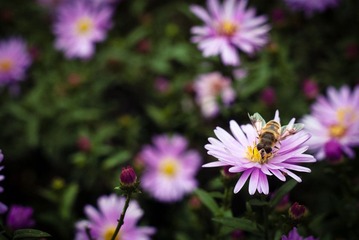 蜂