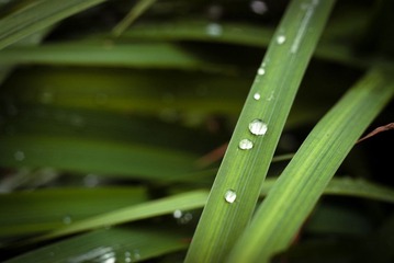 雨后