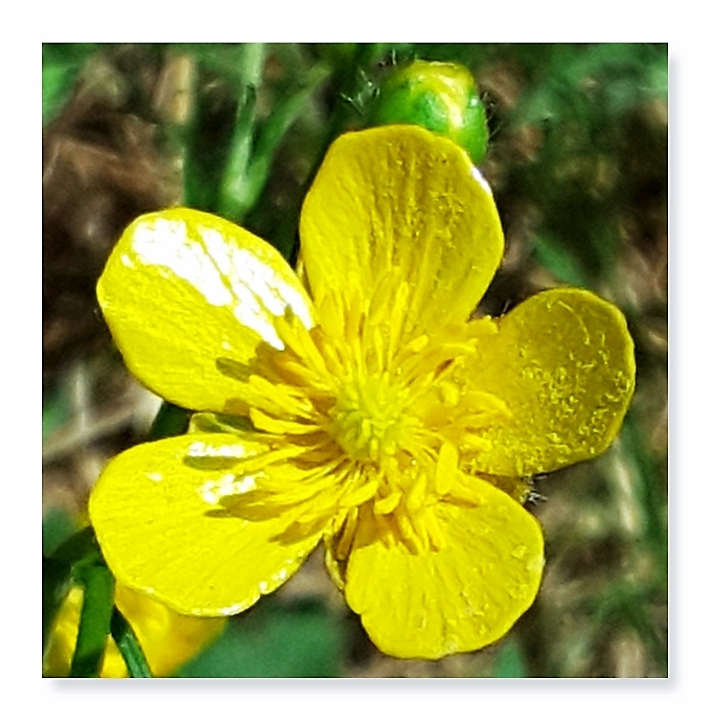 草莓花土豆花小黄花小小的放大