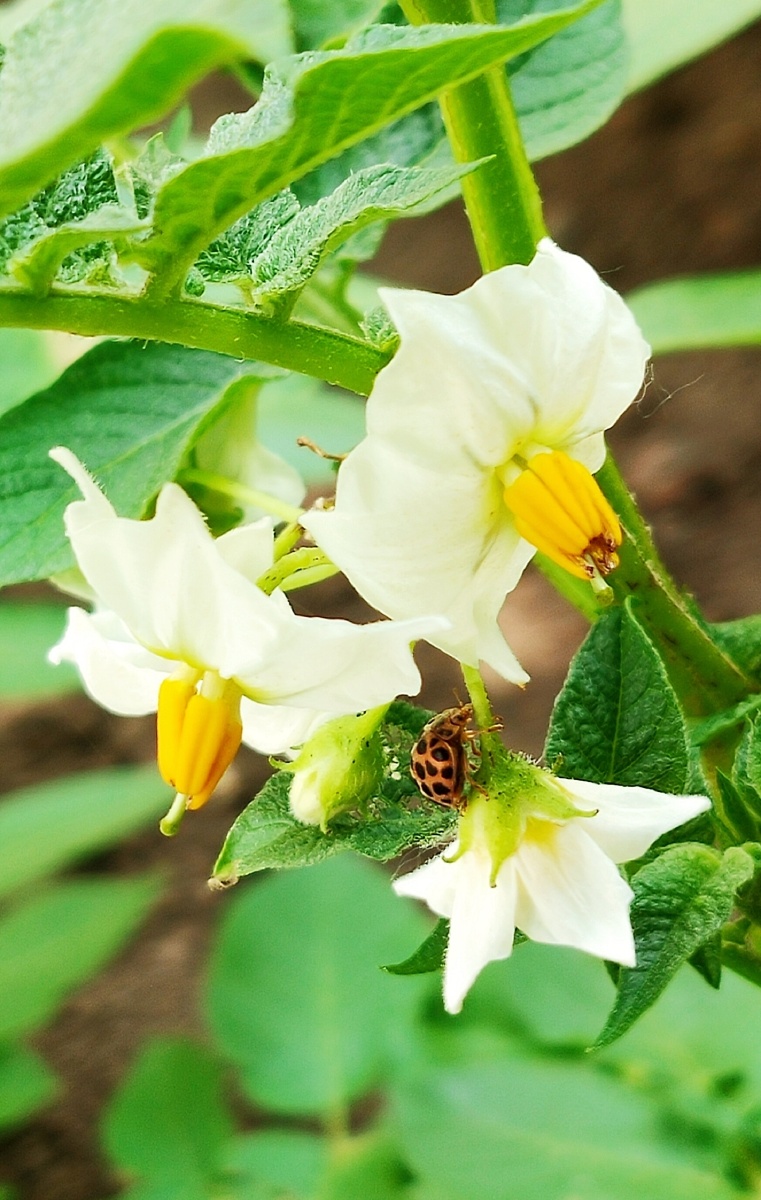 土豆花和螵虫