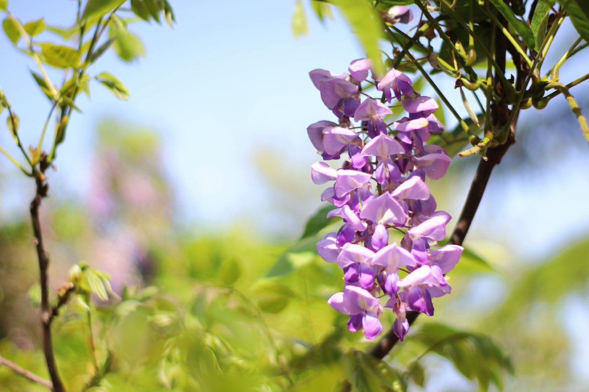 阳光下的紫藤花