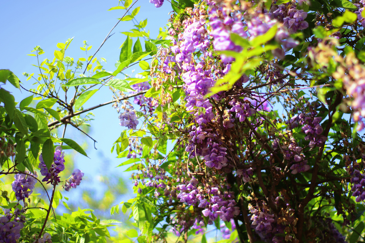 阳光下的紫藤花