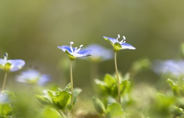 2010706288_2