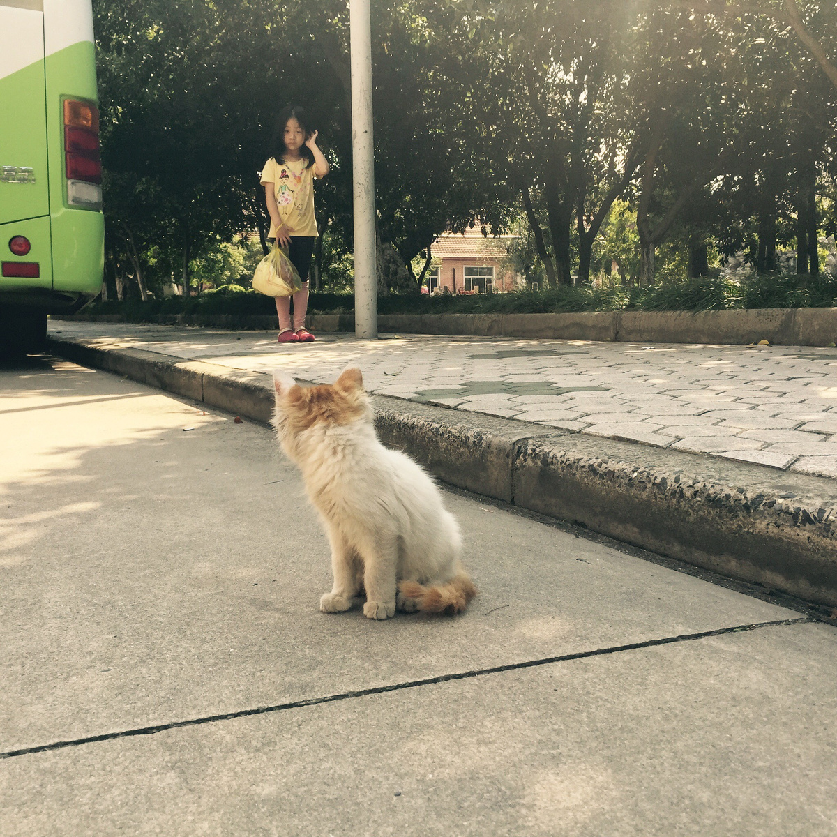 路上的一只猫,回头看着后面的女孩