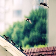 Bird