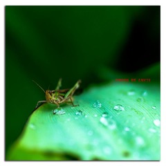 Grasshopper