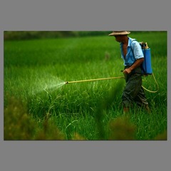 Farmers