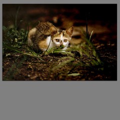 Kitten