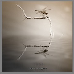 Dragonfly2