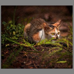 Kitten