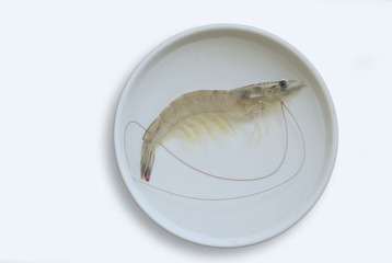 虾