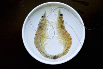 虾2