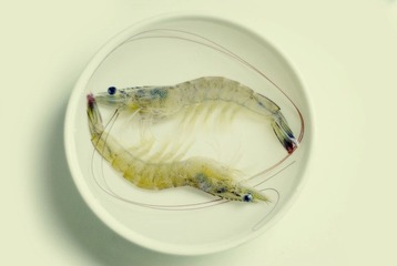 虾1