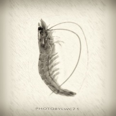 虾-pic