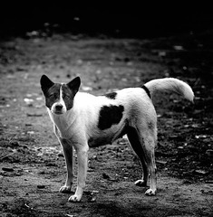 家犬