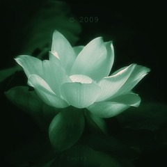 Thousand years of sorrow