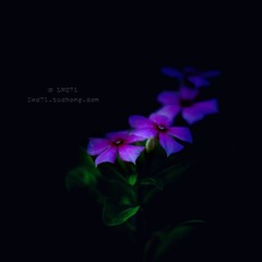 下午VII