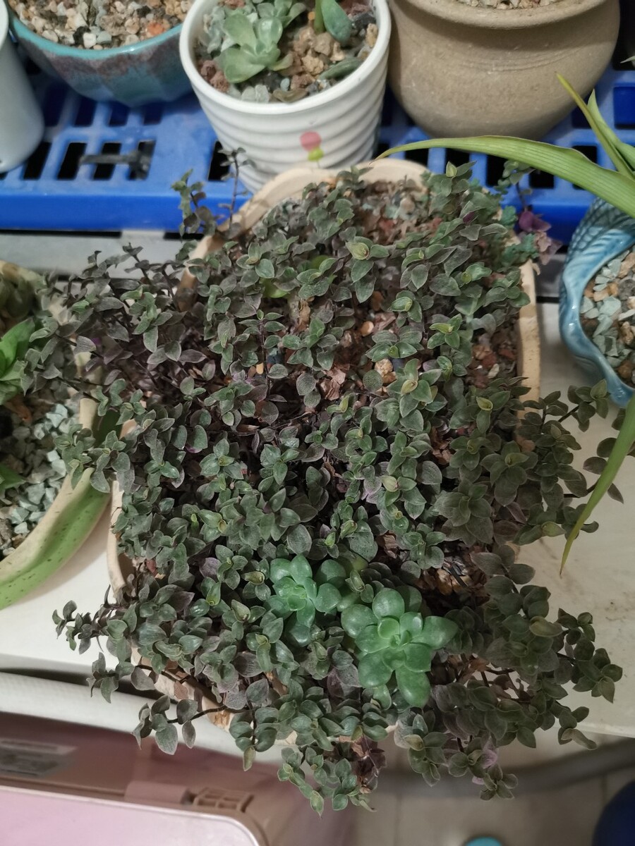 紫水晶灵摆怎么用
