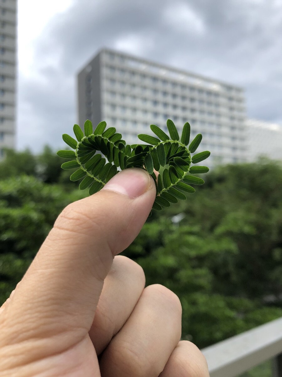 丹东绿绿国内很少