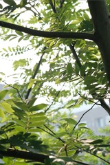 CCC00E52-1680-4D48-BD2E-49278B0B0261/L0/001
