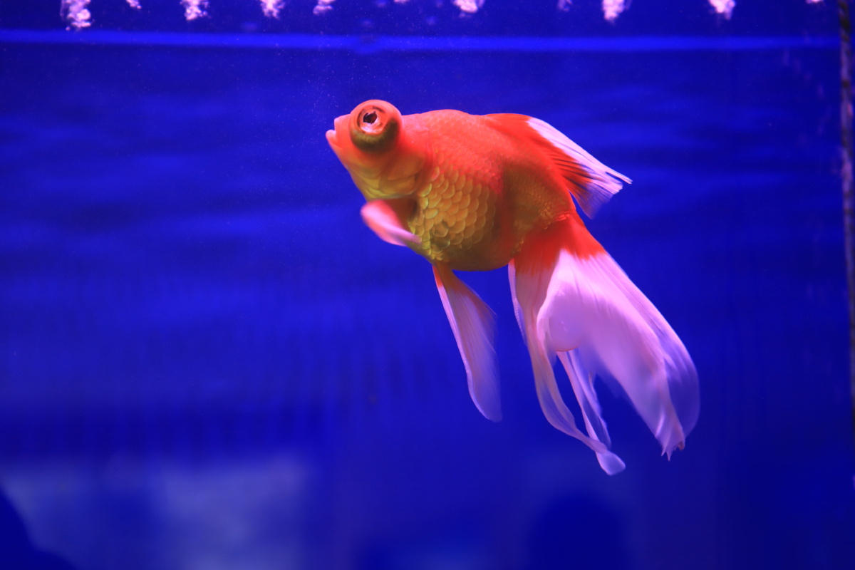 金鱼- 花香满径hp - 图虫