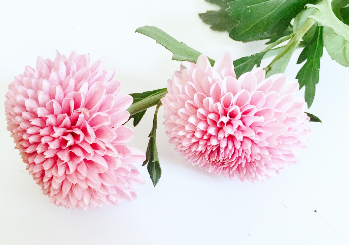 1/129初恋的颜色是粉色手机摄影鉴赏还没有人打赏,快来当第一个打赏的