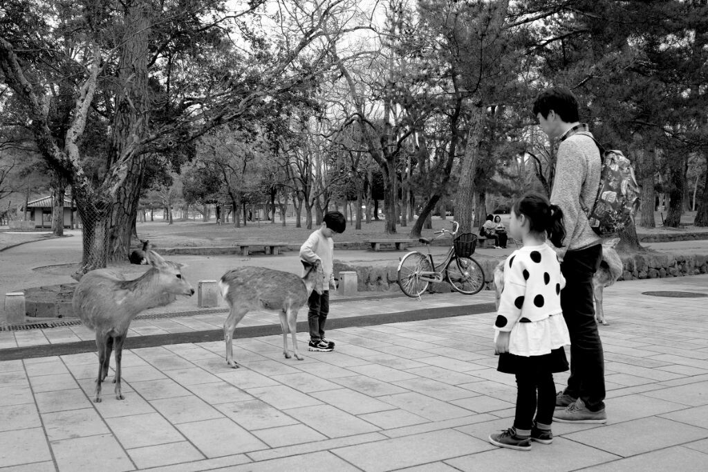 鹿与小孩