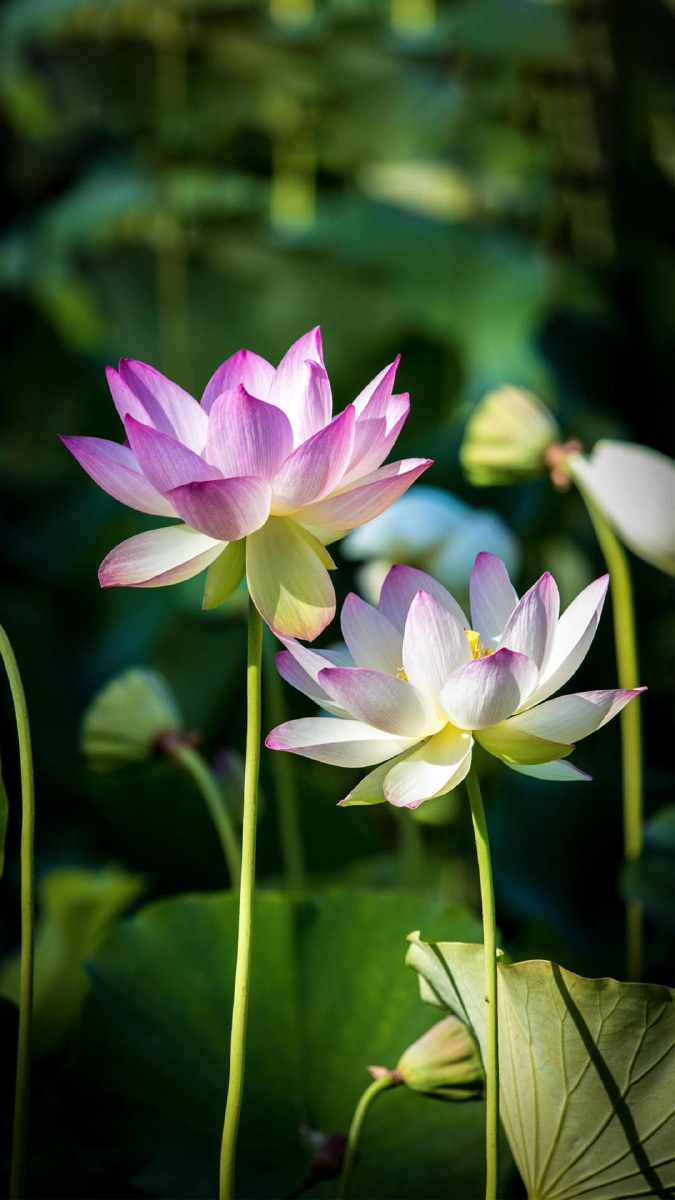 花开梦一场花落梦成空