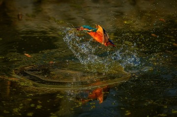 _DSC6965-编辑-编辑