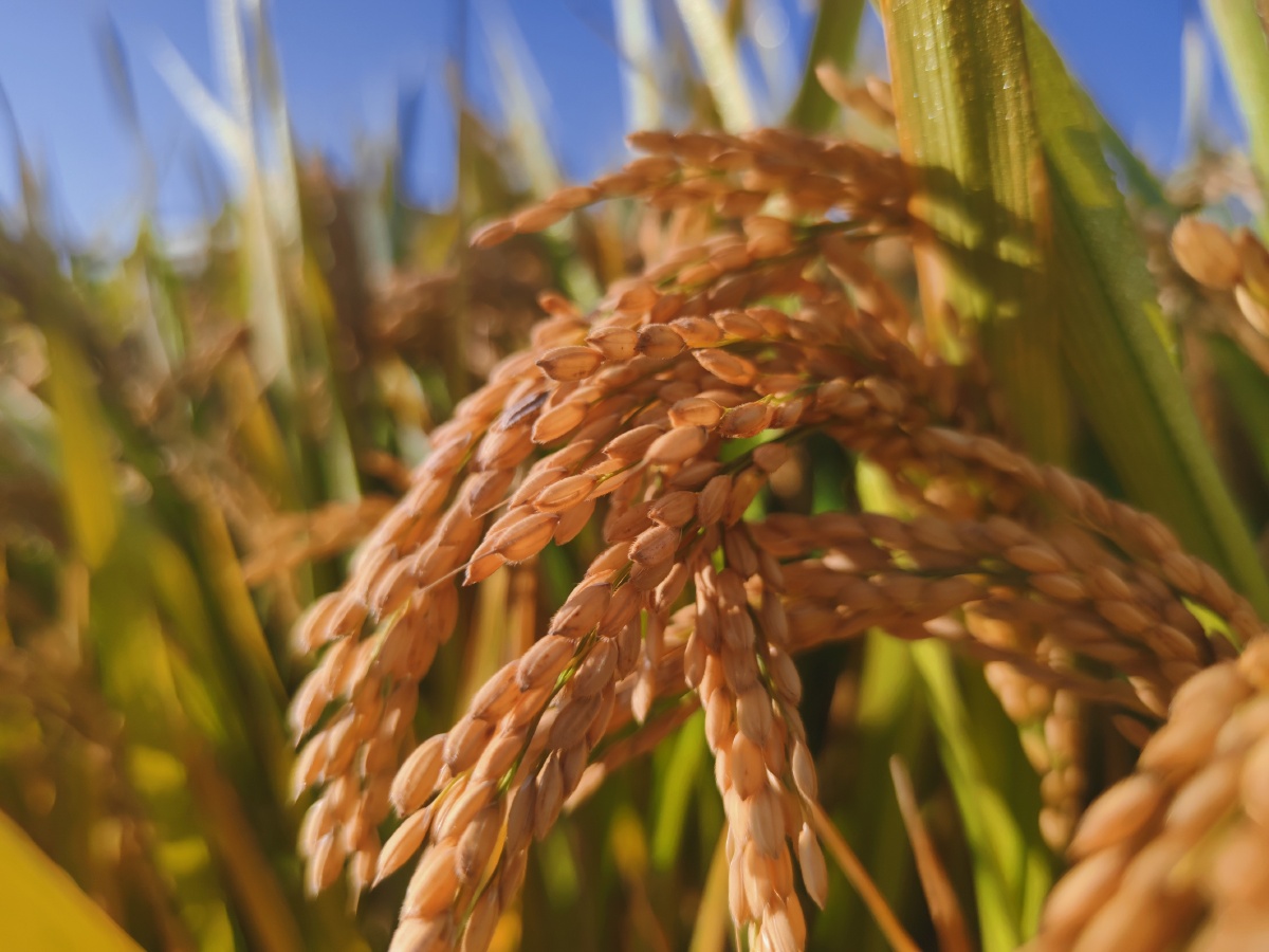 水稻植物 - 凯撒rain - 图虫