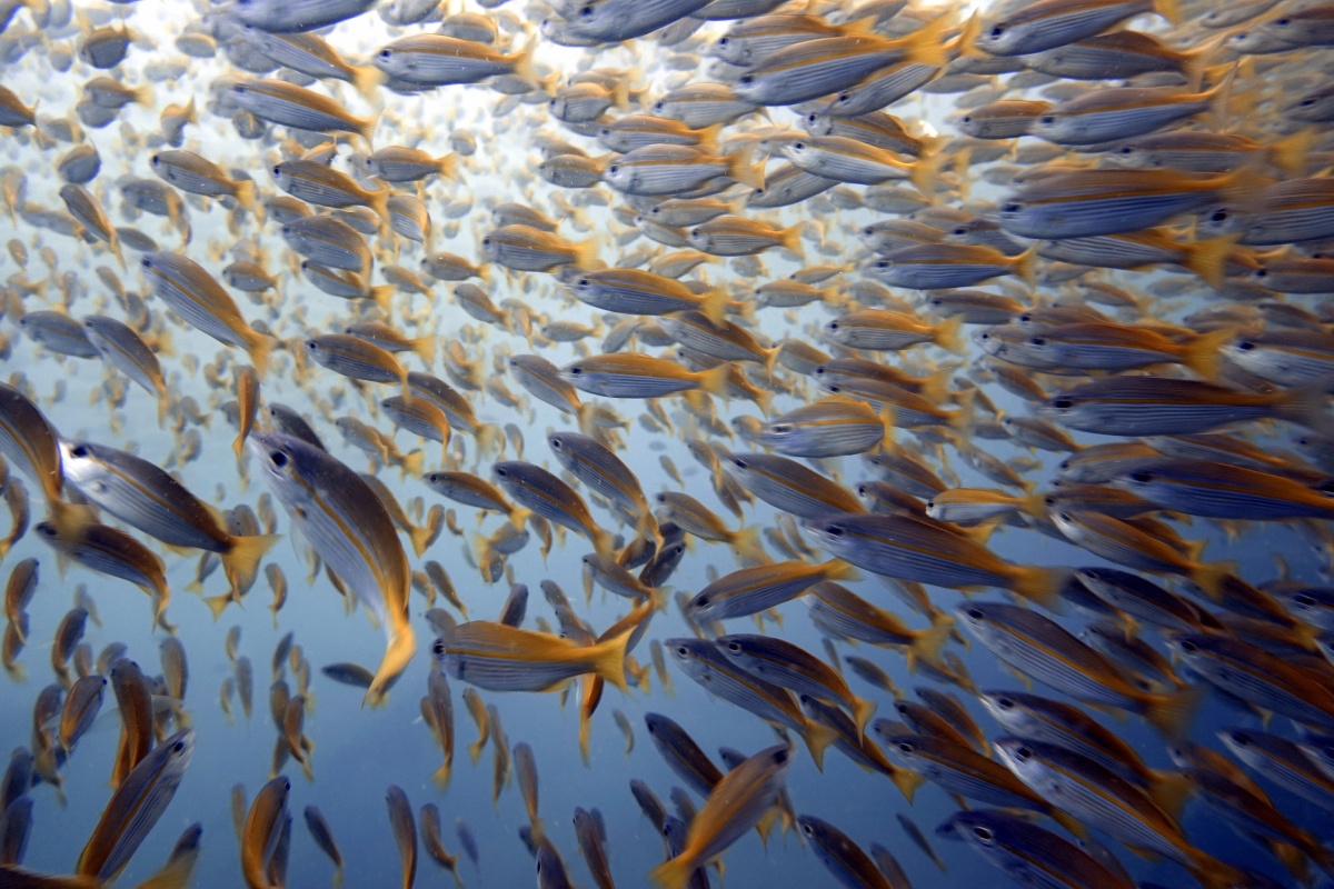 鱼群- 弘宇vincent - 图虫