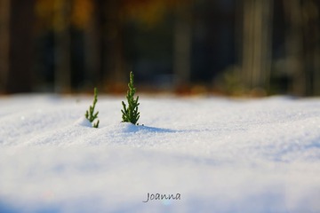 雪堆冬青