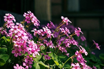 20080730144636_imgp2281