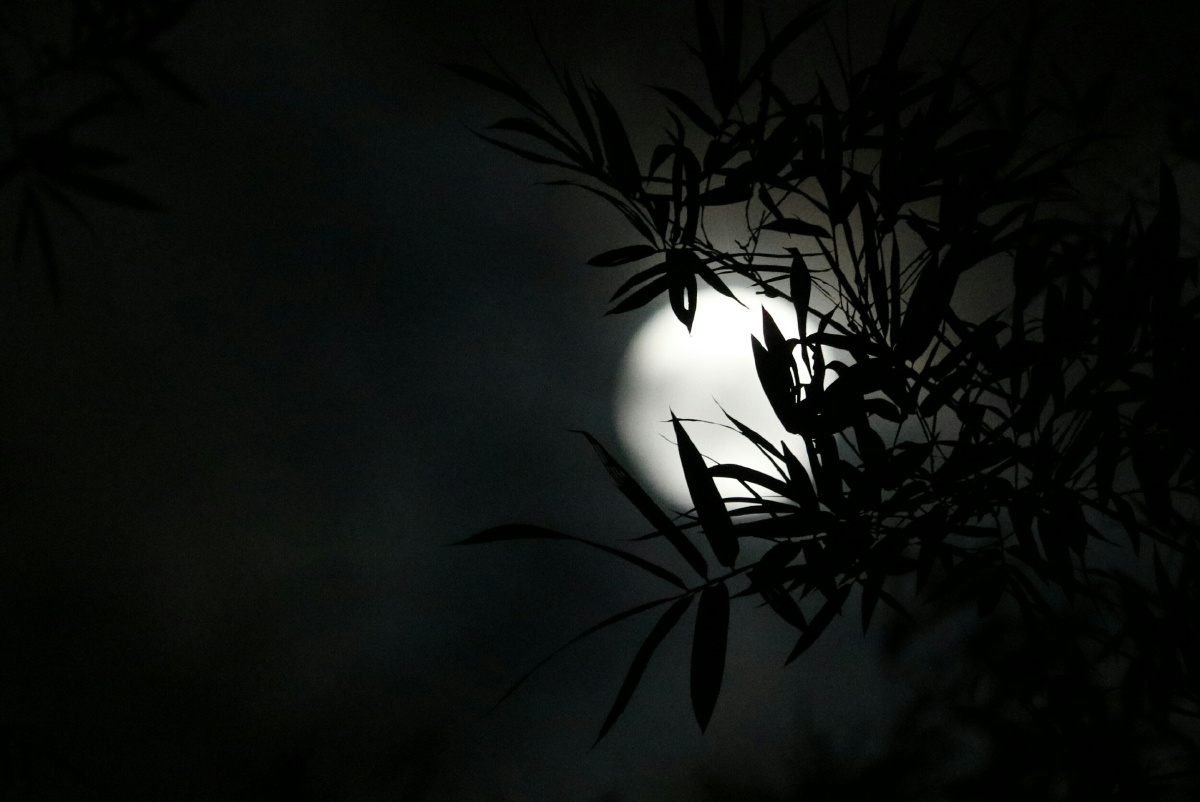 秋夜微凉明月皎皎竹影婆娑
