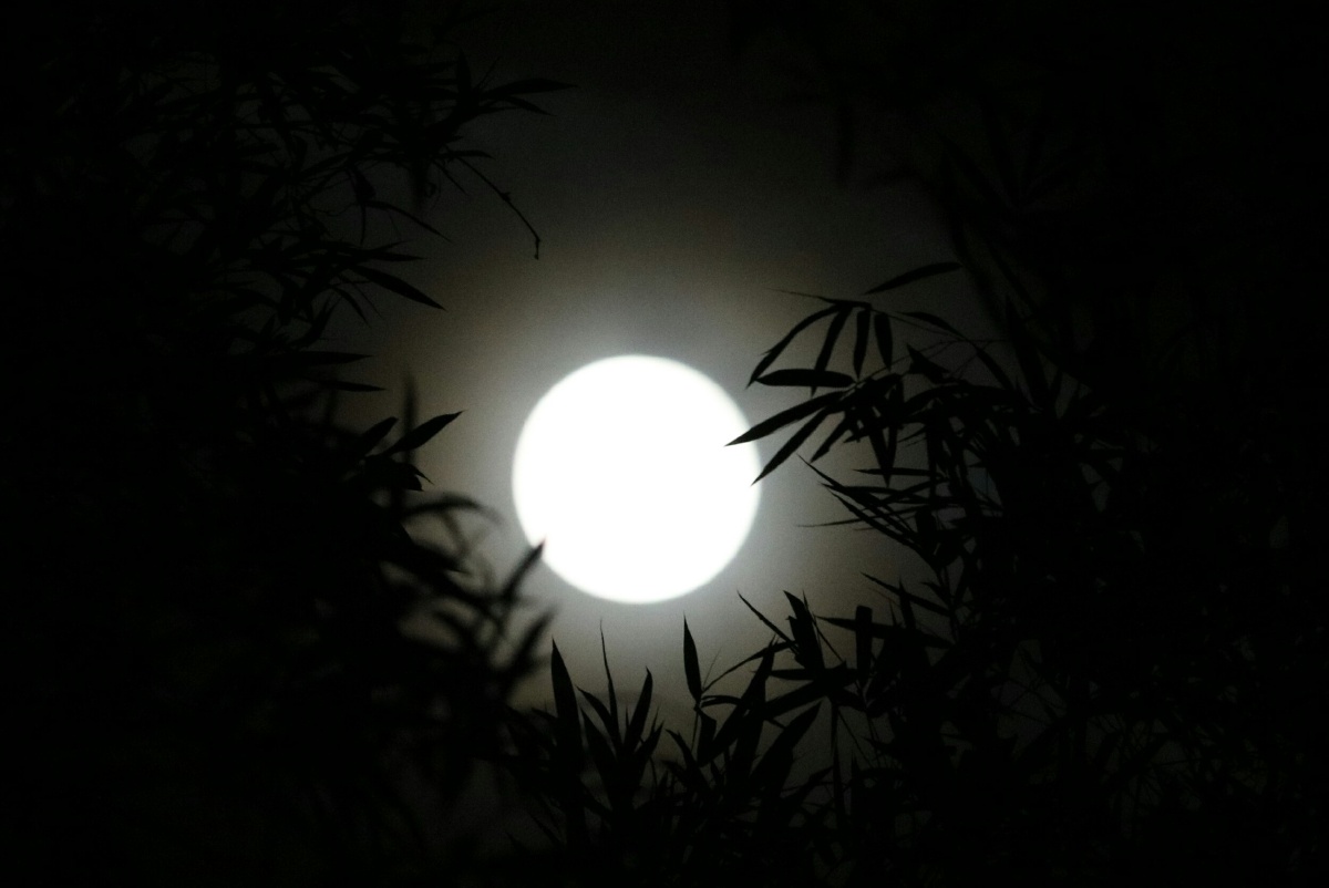 秋夜微凉明月皎皎竹影婆娑