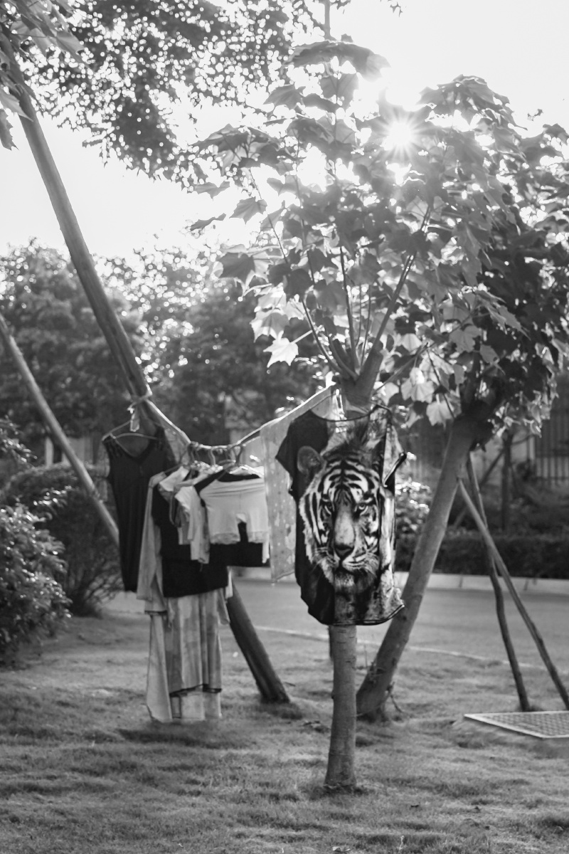 你的身边是否有这样一群人,他们喜欢身披虎皮,佯装自己很强大.