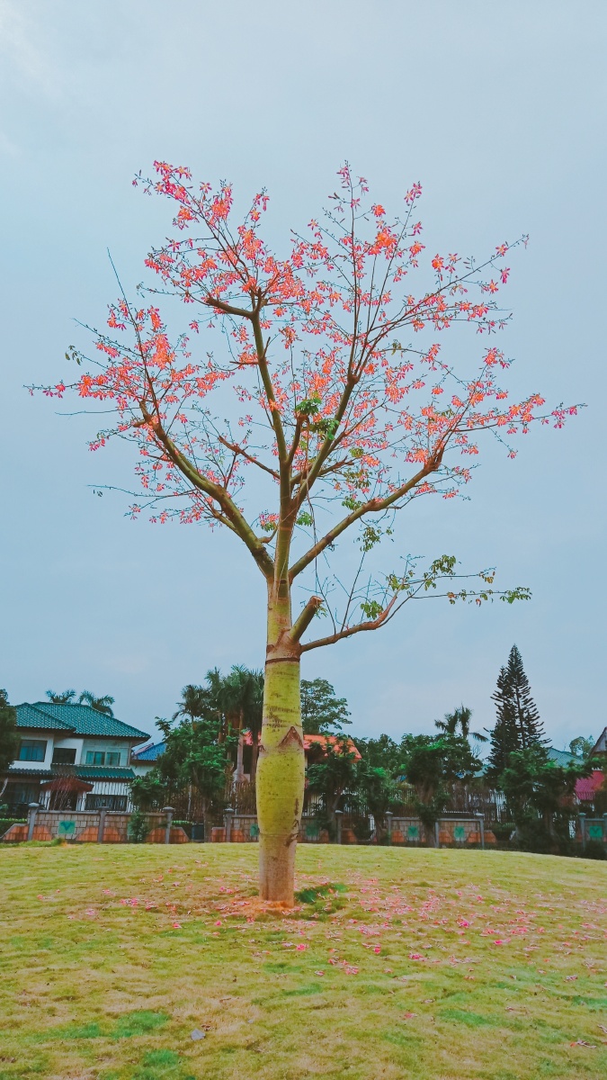 开花的大树爷爷安好