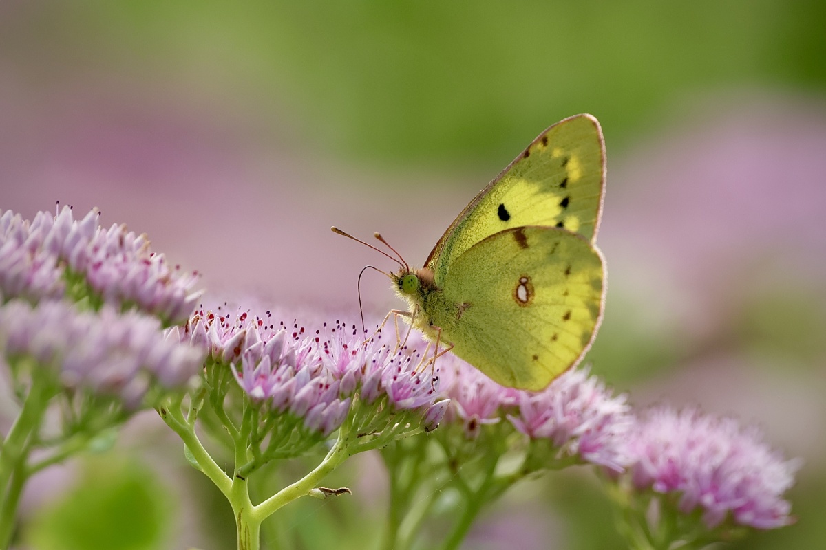 马大姐699 - 图虫