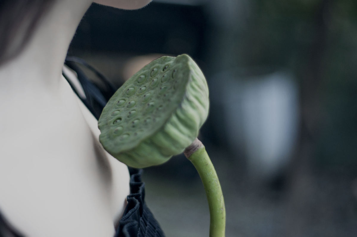 夏末,女孩与莲蓬