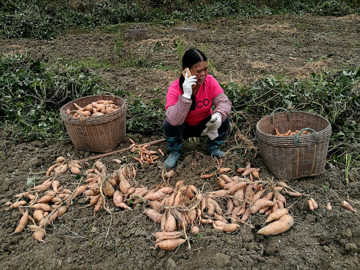 挖红薯 - 华为P9, 色彩, 纪实 - 老米布枪