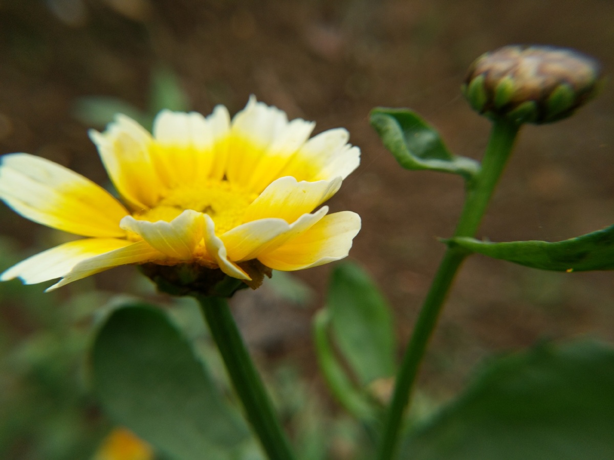 茼蒿菜开花居然如此惊艳