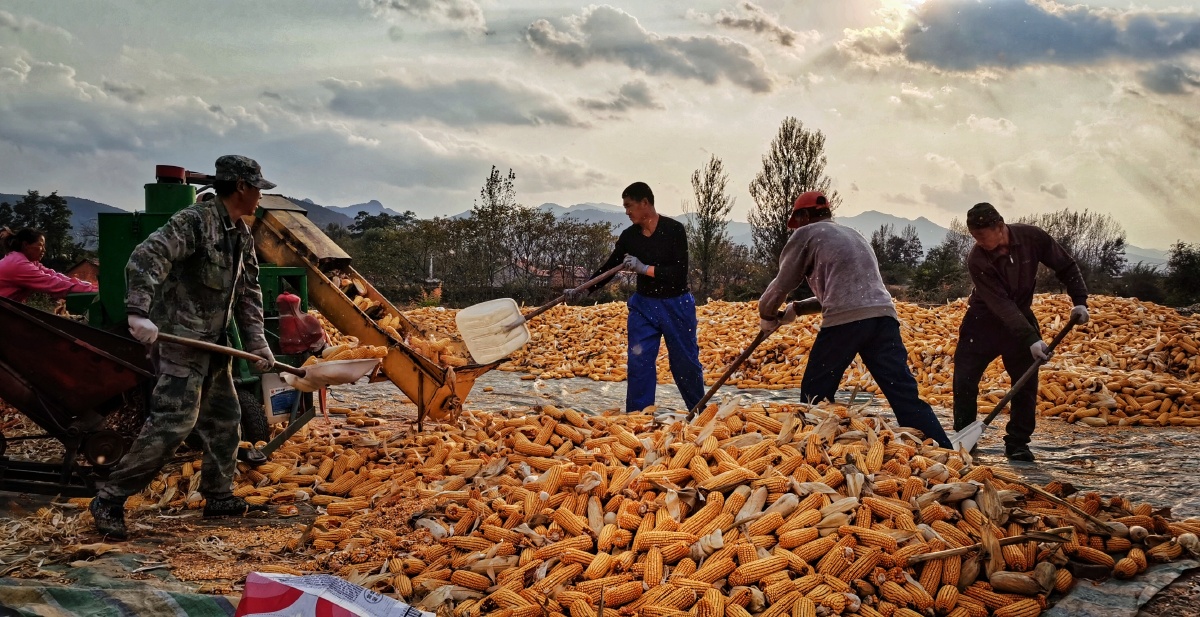 大赛#东北玉米#农业spc纪实vivo影像 ——人像辽宁本溪劳动#丰收还没