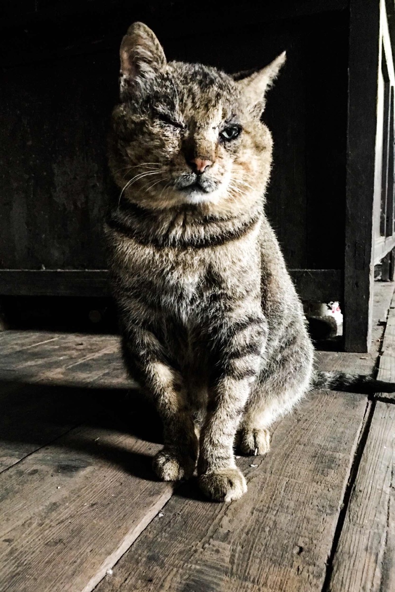 老猫- 蹦蹦擦擦 - 图虫