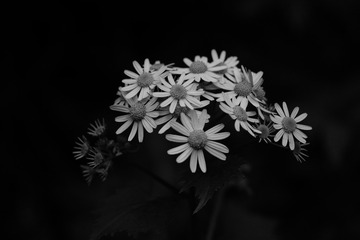SDIM2351