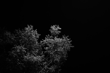 SDIM2495